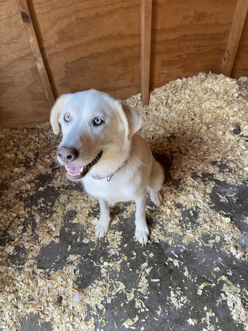 picture of the dog needing adoption