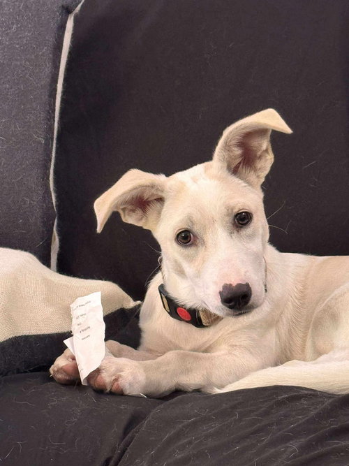 picture of the dog needing adoption