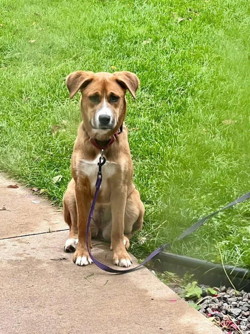 picture of the dog needing adoption