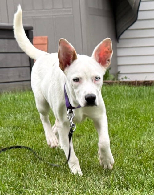 picture of the dog needing adoption