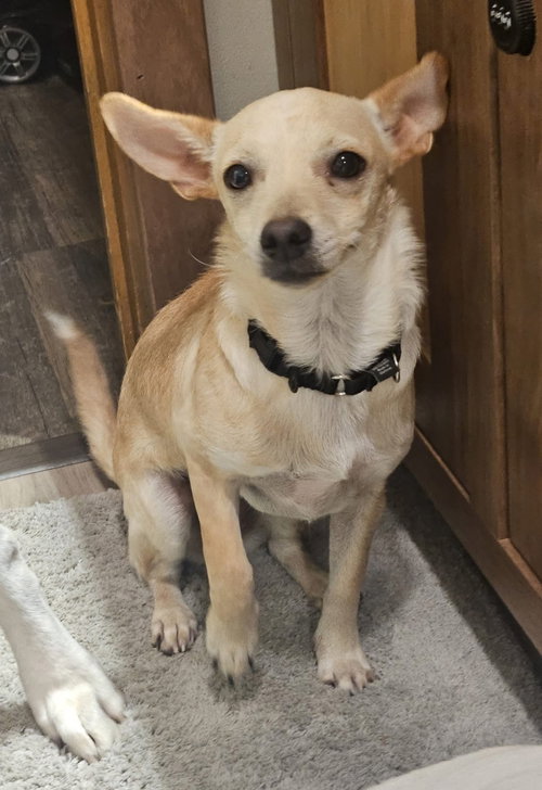 picture of the dog needing adoption