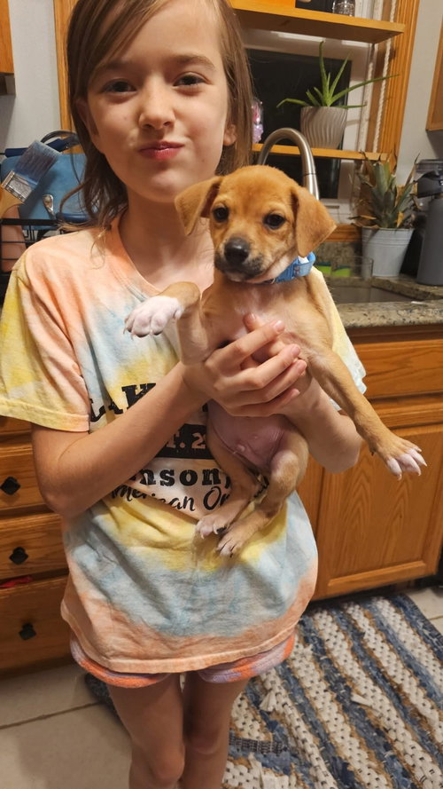 picture of the dog needing adoption