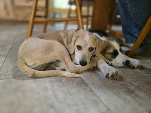 picture of the dog needing adoption