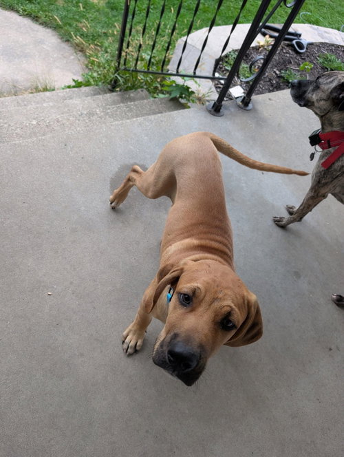 picture of the dog needing adoption