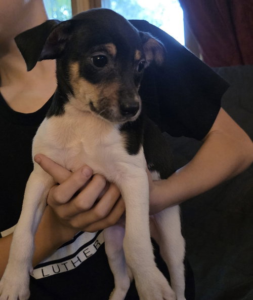 picture of the dog needing adoption