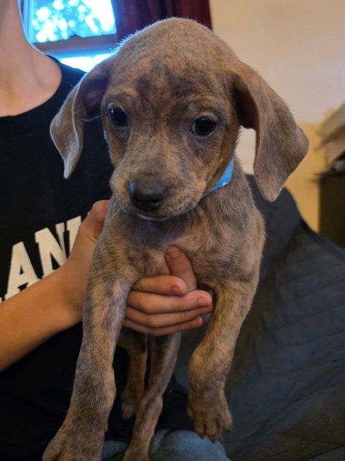 picture of the dog needing adoption