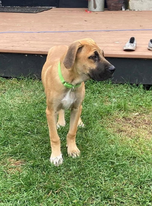 picture of the dog needing adoption