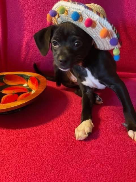 picture of the dog needing adoption