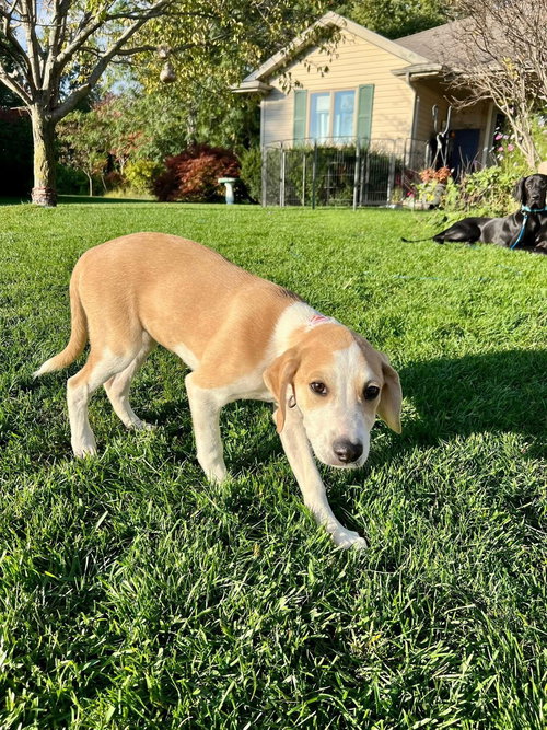 picture of the dog needing adoption