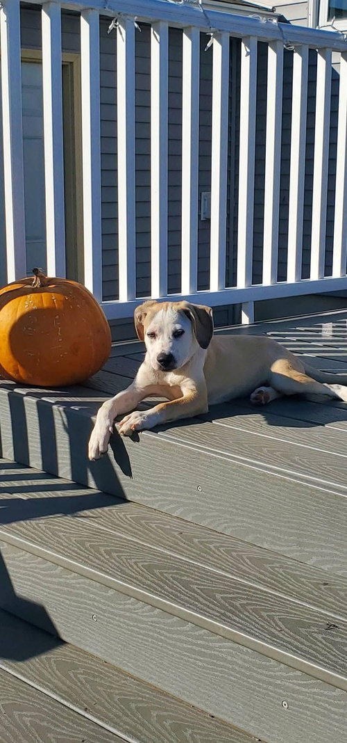 picture of the dog needing adoption