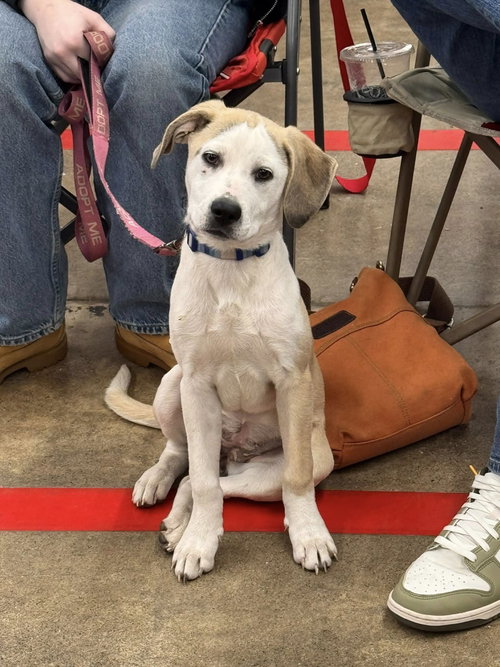 picture of the dog needing adoption