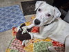 Charlie *deaf* - Photo 2
