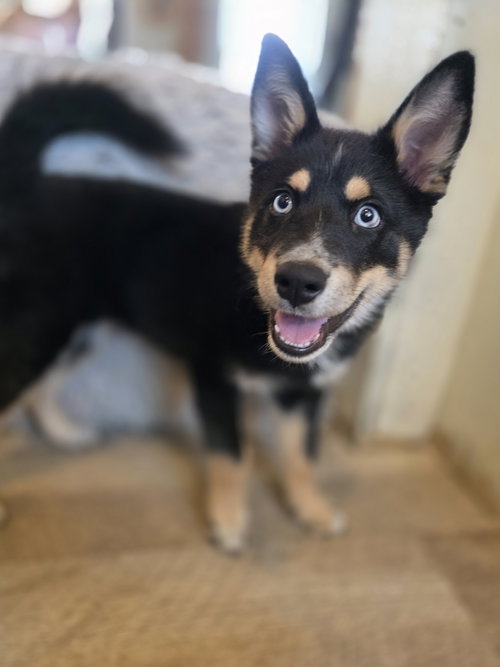 picture of the dog needing adoption
