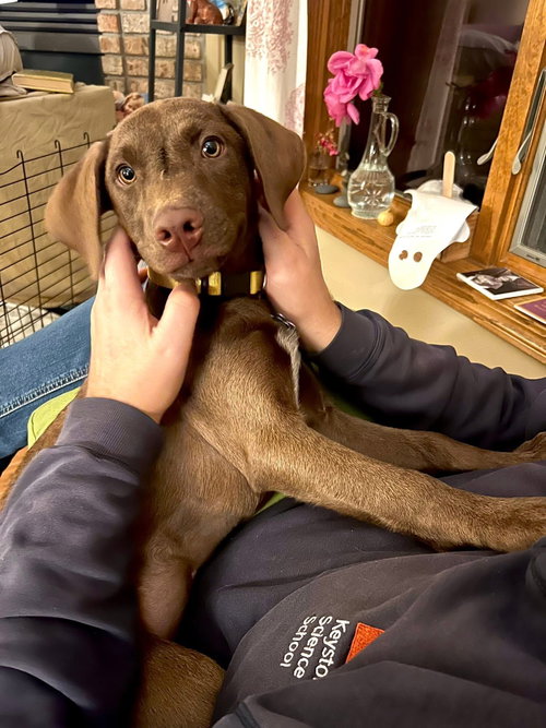 picture of the dog needing adoption