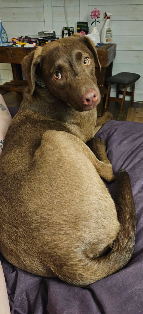 picture of the dog needing adoption
