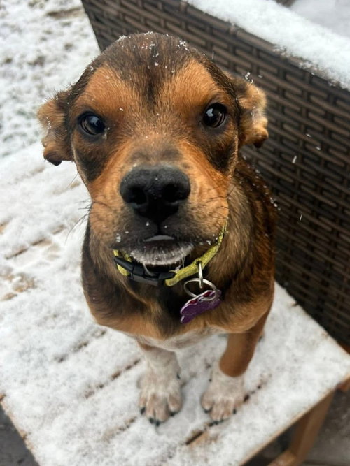 picture of the dog needing adoption