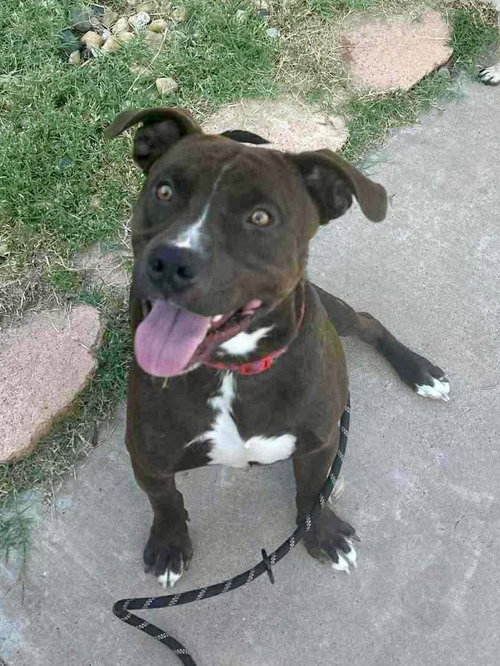 picture of the dog needing adoption
