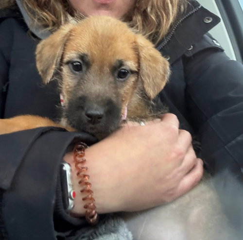 picture of the dog needing adoption