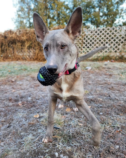 picture of the dog needing adoption