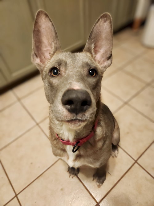 BRISTOL - German Shepherd Dog available for adoption