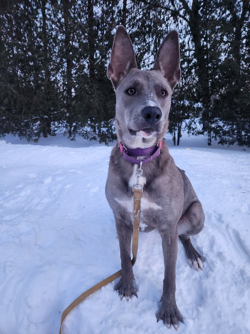 BRISTOL - Unknown for adoption in Appleton