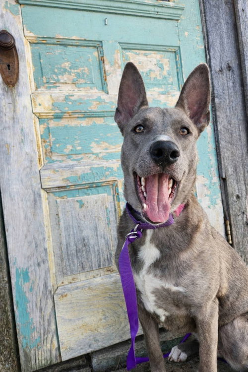 Bristol, an adoptable Shepherd in New London, WI