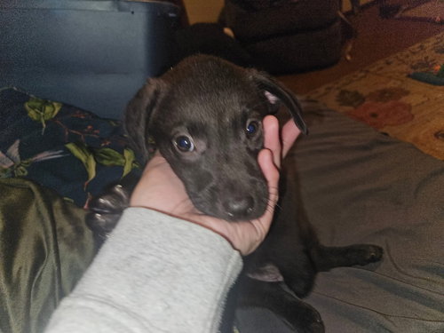 picture of the dog needing adoption