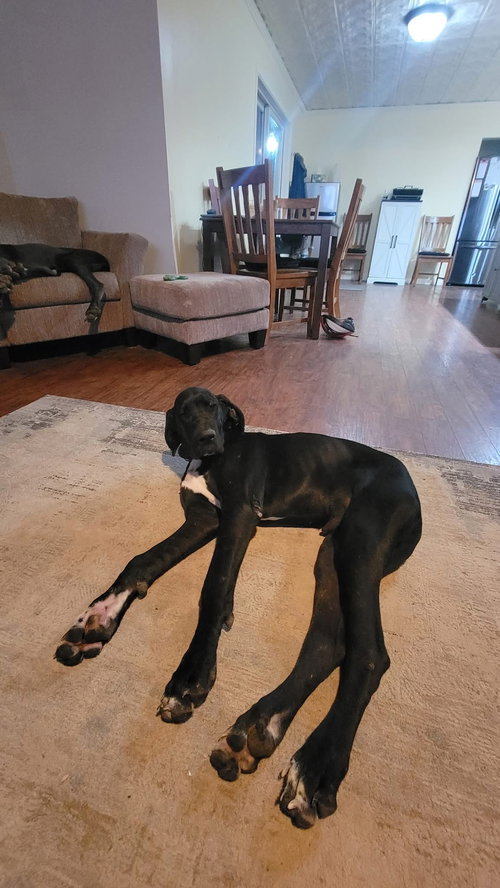 picture of the dog needing adoption