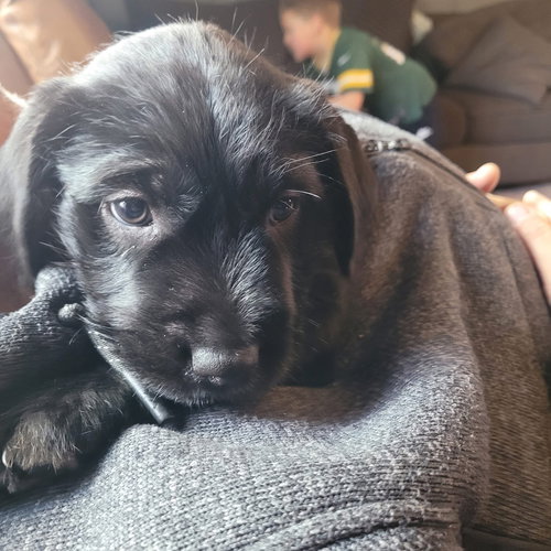 picture of the dog needing adoption