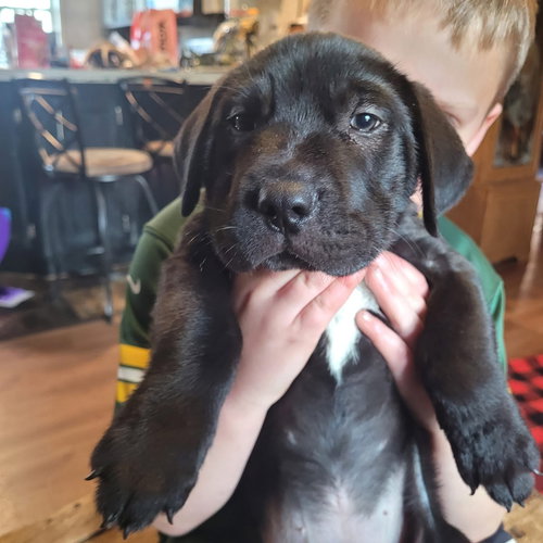 picture of the dog needing adoption