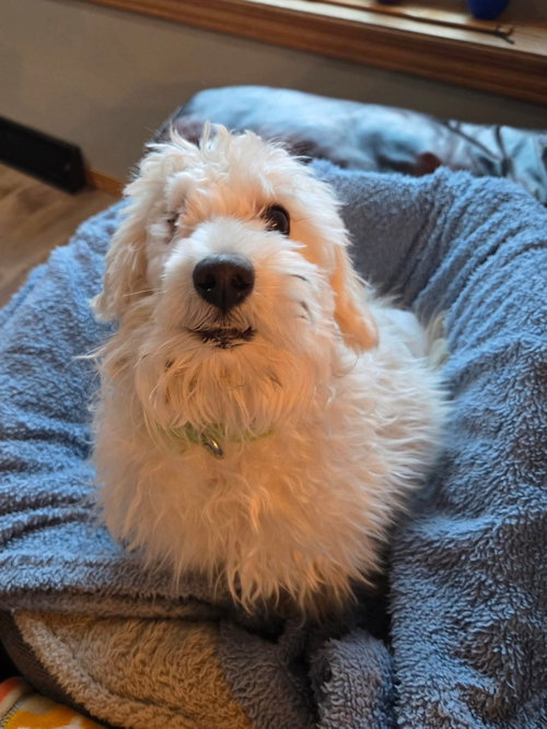 picture of the dog needing adoption