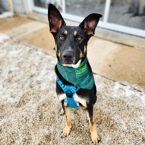 picture of the dog needing adoption