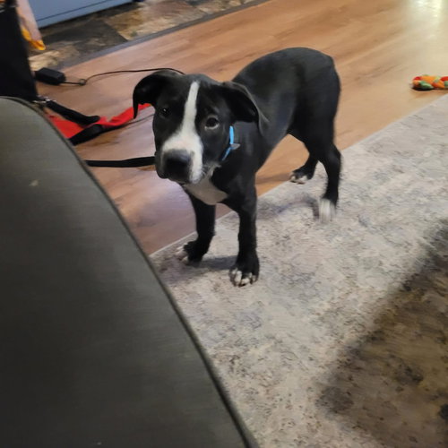 picture of the dog needing adoption