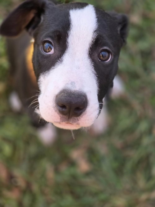picture of the dog needing adoption