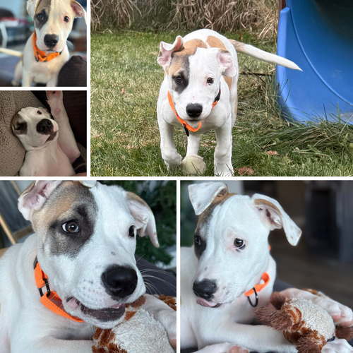 picture of the dog needing adoption
