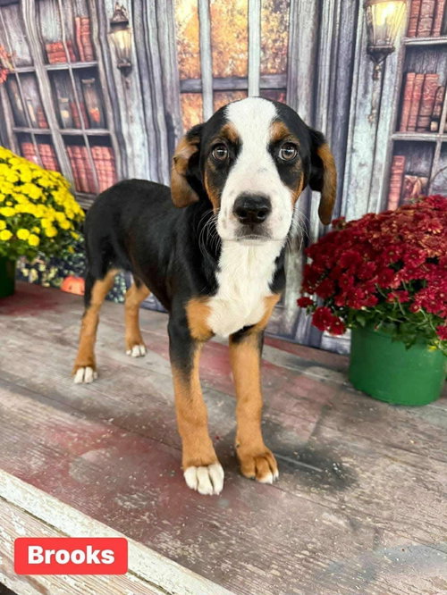 picture of the dog needing adoption