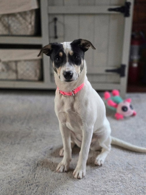 picture of the dog needing adoption
