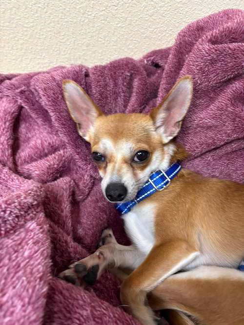 picture of the dog needing adoption