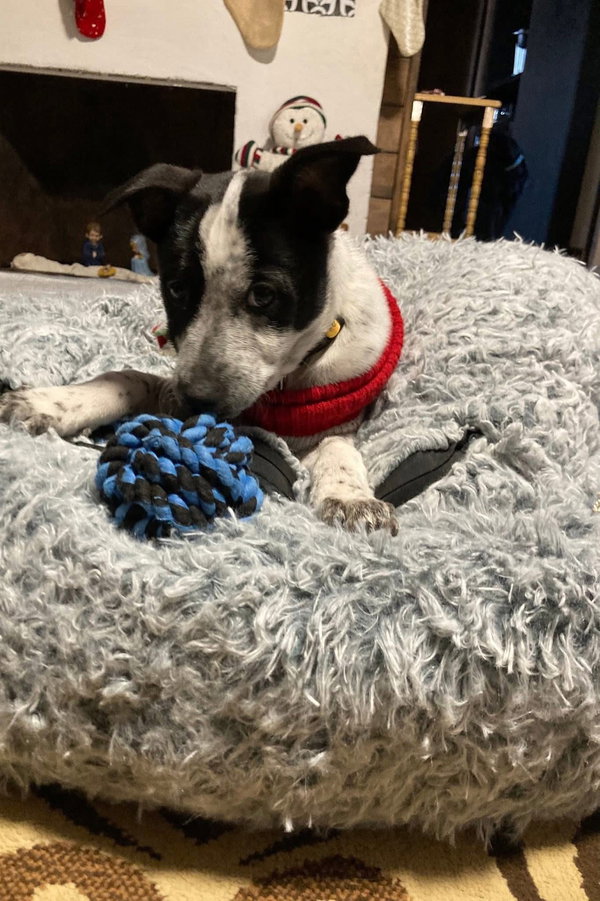 Dasher