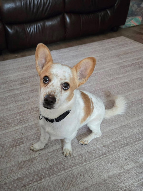 Finnegan