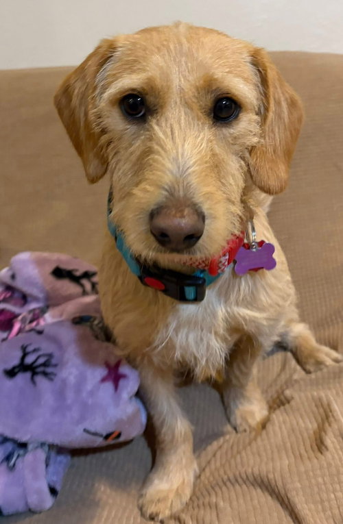 picture of the dog needing adoption