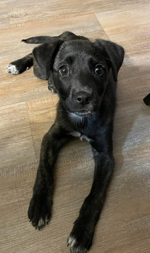 picture of the dog needing adoption