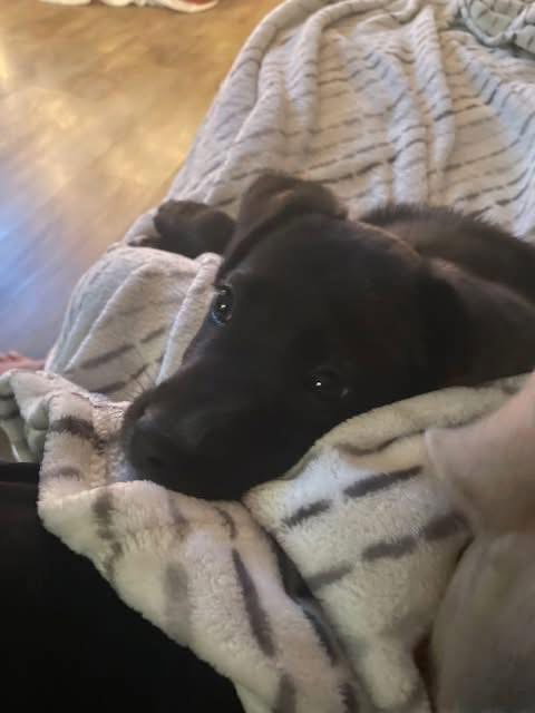 Jodi