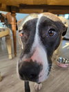 Tabitha - Photo 2