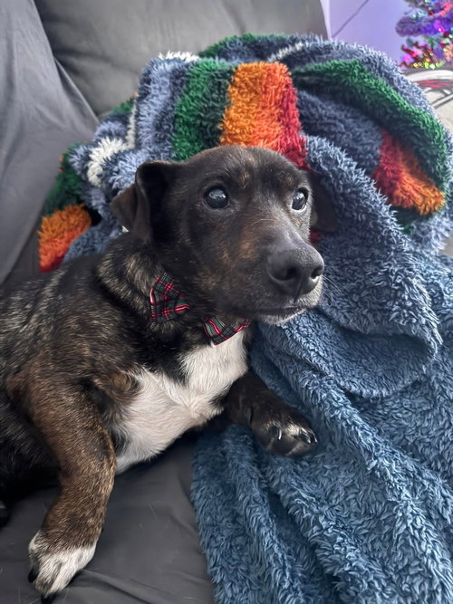picture of the dog needing adoption