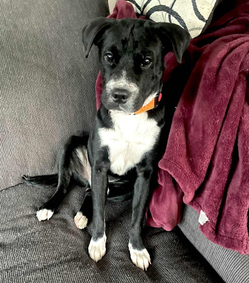 picture of the dog needing adoption