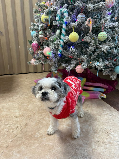 picture of the dog needing adoption