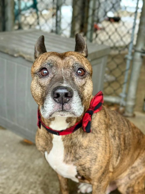 FROSTY - Pit Bull Terrier available for adoption