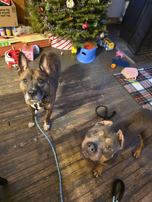FROSTY - Pit Bull Terrier available for adoption