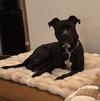 Holly - Photo 1